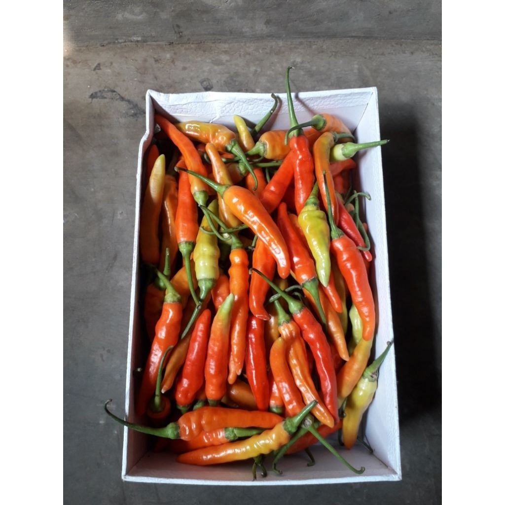 

cabe rawit merah segar 1kg TERMURAH (YoyaHarvest) | Petik Hari Ini | Fresh dari Kebun | Pengiriman Cepat Jateng