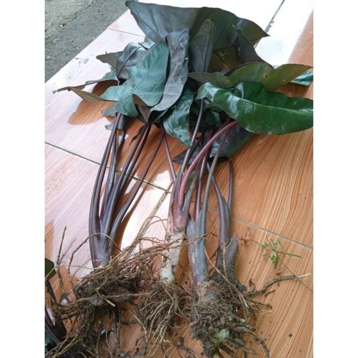 keladi hias black hitam /talas sente hitam/ sente hitam