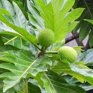 

DAUN SUKUN SEGAR ISI 500 GRAM