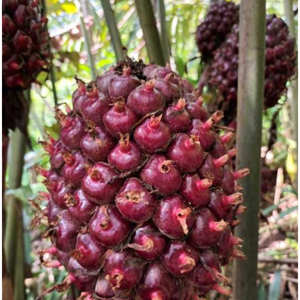 

Honje Segar 1 Kg – Bumbu Masakan Tradisional | Kecombrang Fresh untuk Sambal & Sayur Asem