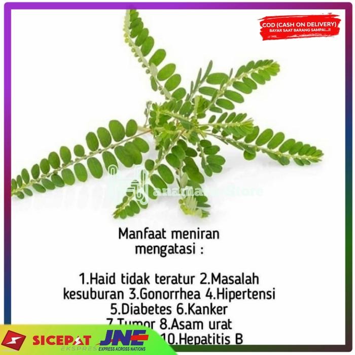 

PROMO DAUN MENIRAN SEGAR/300GRAM l DAUN MENIRAN LANGSUNG PETIK