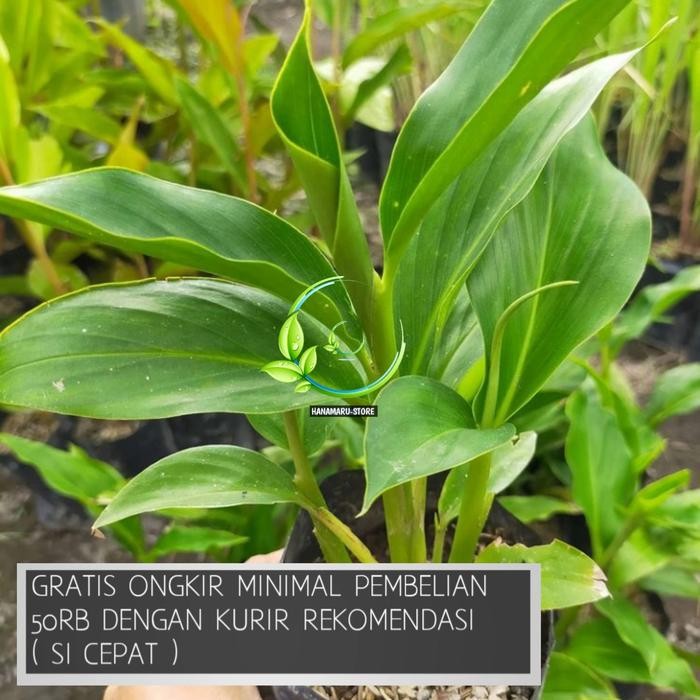 Bibit Tanaman Combrang Hijau l Bunga Combrang l Bibit Honje