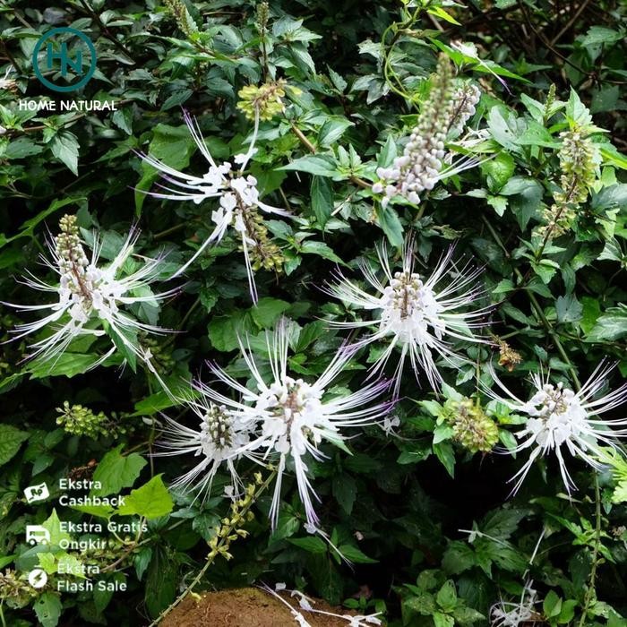 

Daun kumis kucing segar - Obat herbal daun kumis kucing 1kg