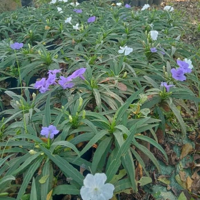 POHON REULIA REBAH/RUELLIA SIMPLEX PAKETAN  25 POHON