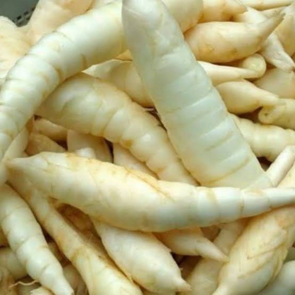 

Umbi Garut Mentah Umbi Terigu Sudah Bersih dan Segar 1 KG