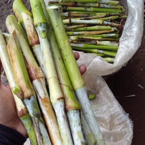 Bibit Rumput Gajah Hibrida Pakchong Untuk Pakan Ternak