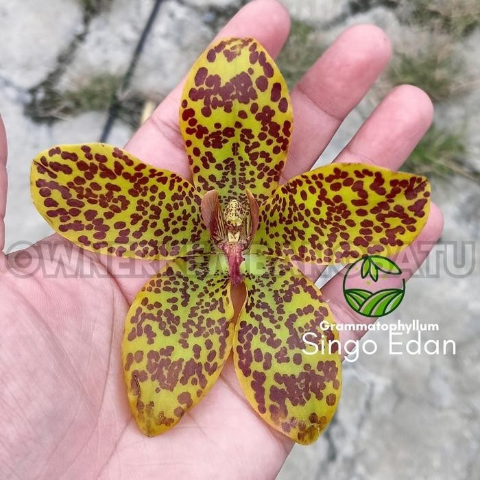 Anggrek Gramma SINGO EDAN Kondisi Remaja Grammatophyllum Anggrek Tebu Anggrek Macan