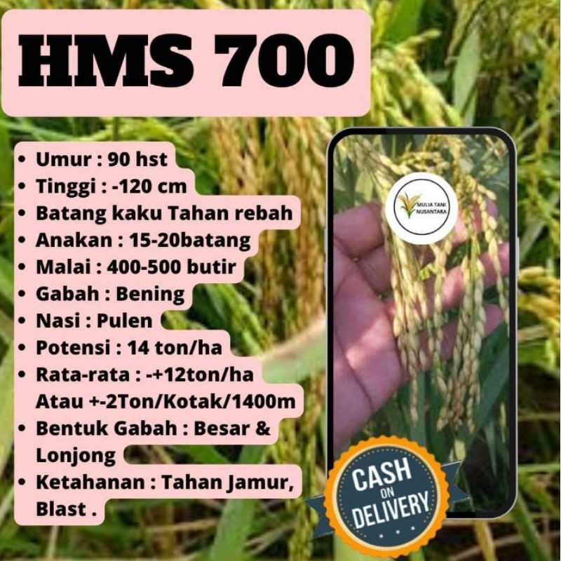 BENIH PADI HMS-700 1kg ORIGINAL