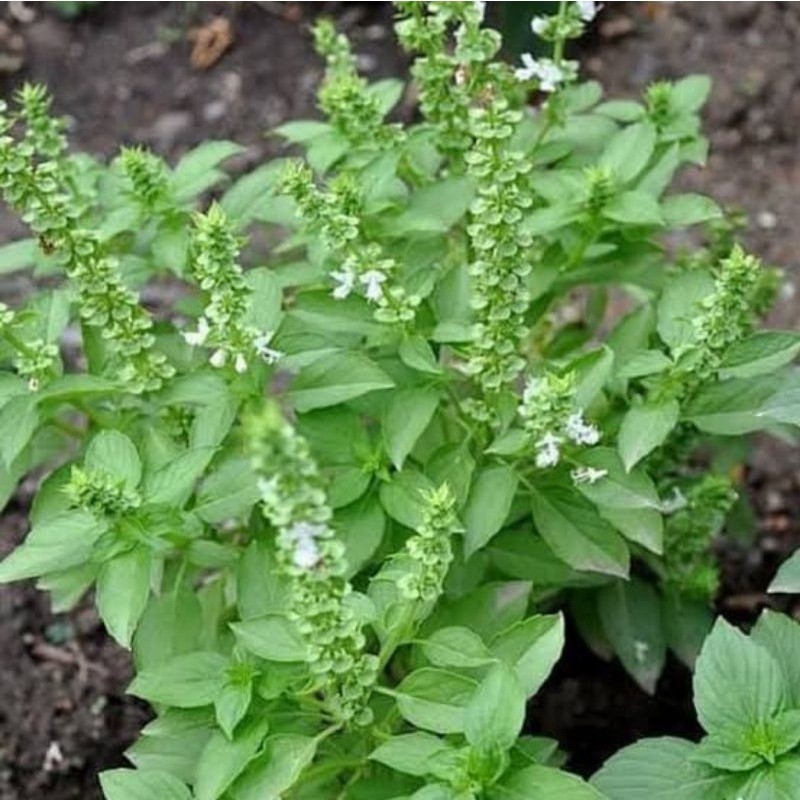 TANAMAN daun kemangi TANAMAN tomat mawar ukuran pohon 10-20 cm