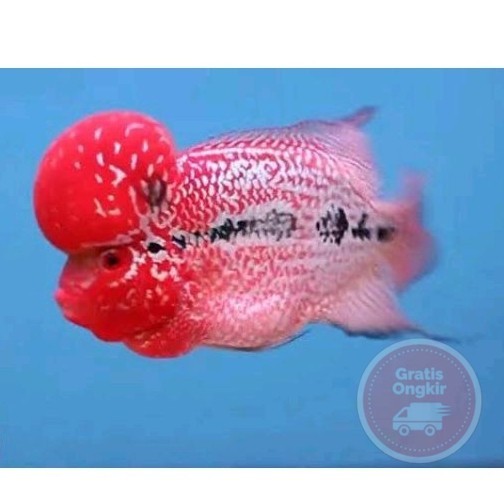 single Dekorasi burayak aquarium louhan magma srm super red magma bomhead