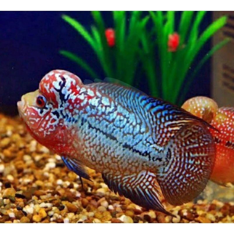 garansi Burayak lohan kamfa x gb 3-8cm f1 louhan bonus pakan | kebutuhan aquarium