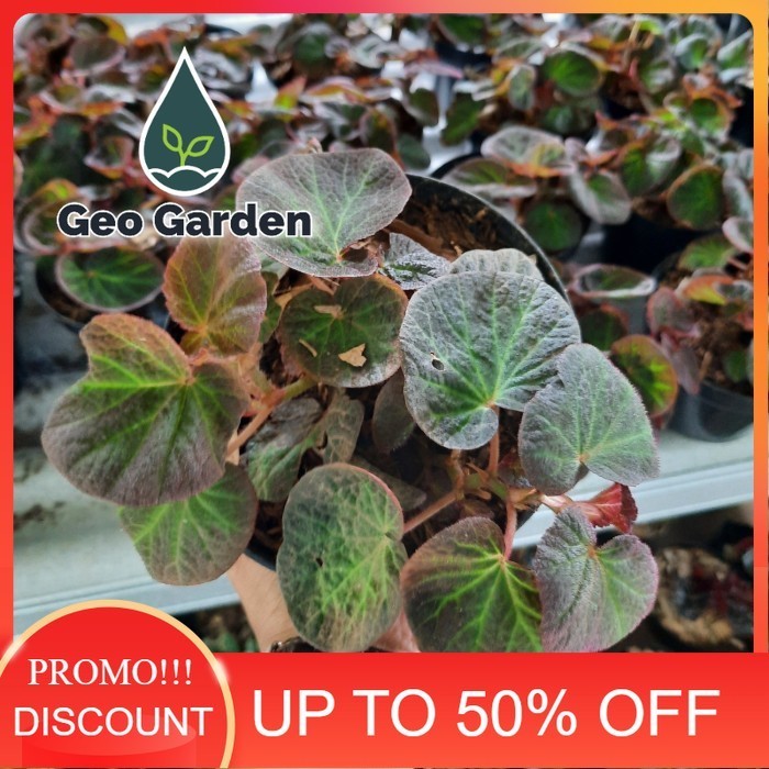 BEGONIA Sp. tanaman hias begonia