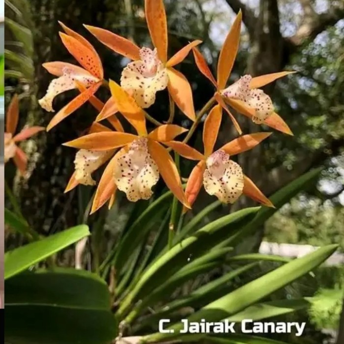 anggrek brassavola