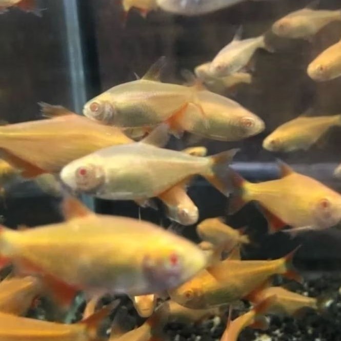 IKAN HIAS BUENOS AIRES TETRA HYPHESSOBRYCON ANISITSI BOINES AIR TAWAR