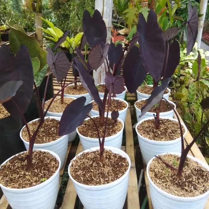 tanaman keladi hitam black magic