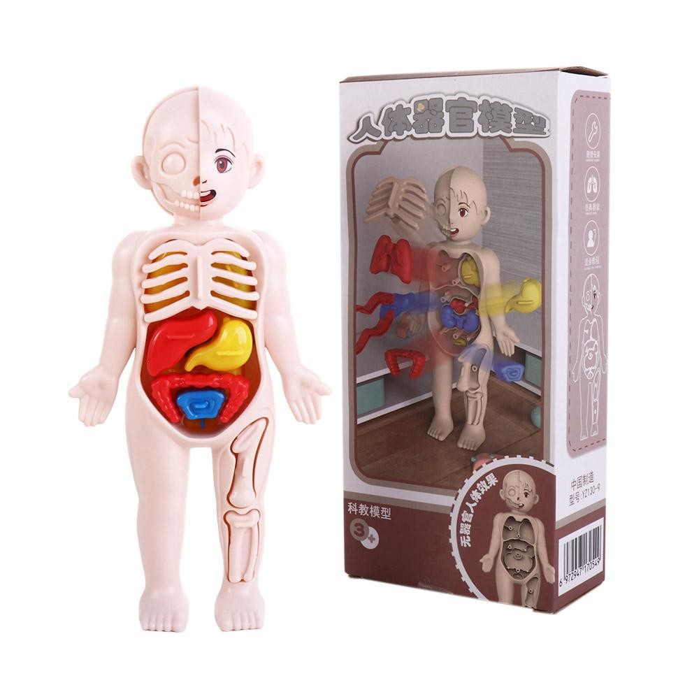 Toys School Accessories Human Organ Figures Human Body Model Human Body Organ Model Human Organ Mode