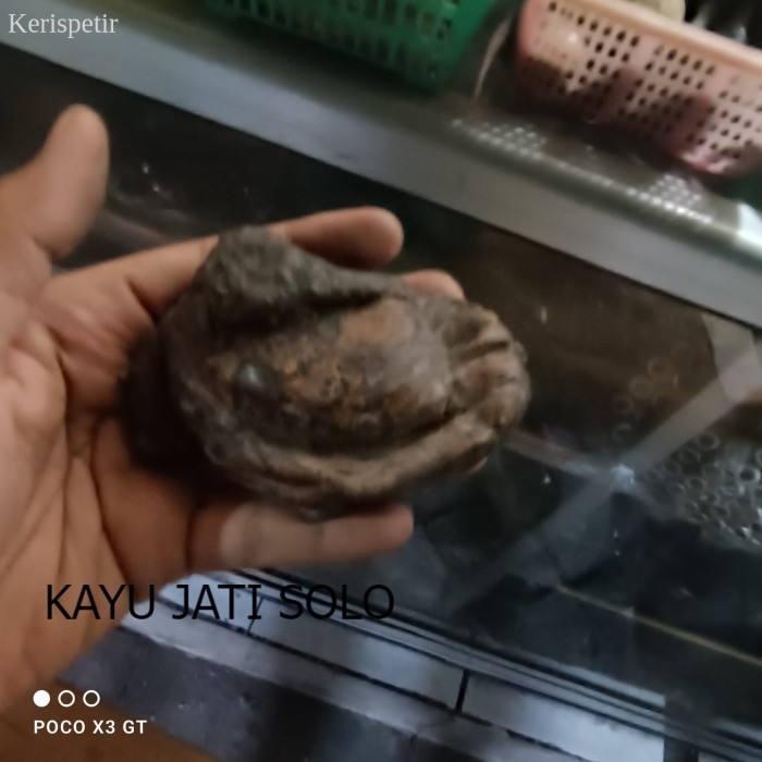 

fosil kepiting ori Antikan KJS72 antik terlaris