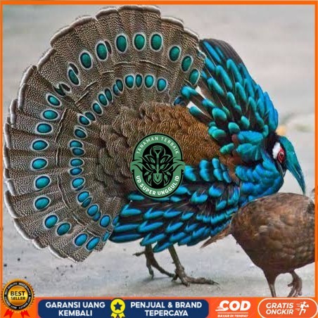 

Telur ayam hias ringneck palawan pheasant fertil bisa ditetaskan Langsung UD_SUPER_UNGGUL_ID