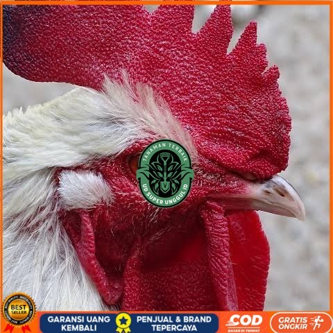 

Telur ayam albino mata merah / telur ayam hias fertil siap cod UD_SUPER_UNGGUL_ID