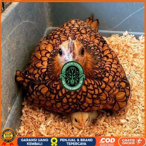 

Telur ayam serama kate batik kanada telur ayam hias fertil siap cod UD_SUPER_UNGGUL_ID