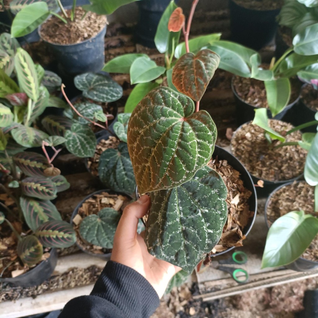 Tanaman hias sirih wulung - sirih wulung