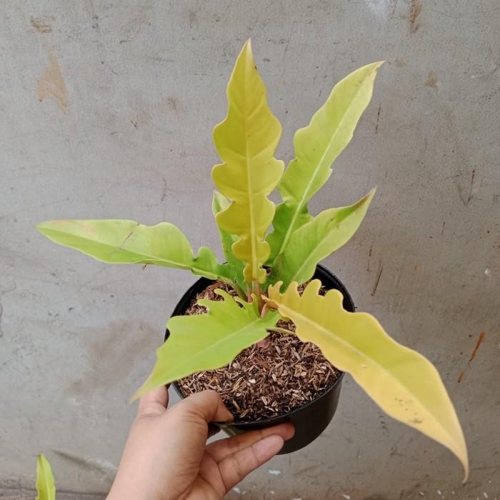 ready stok philodendron golden saw, tanaman hias indoor , philo golden saw - 1
