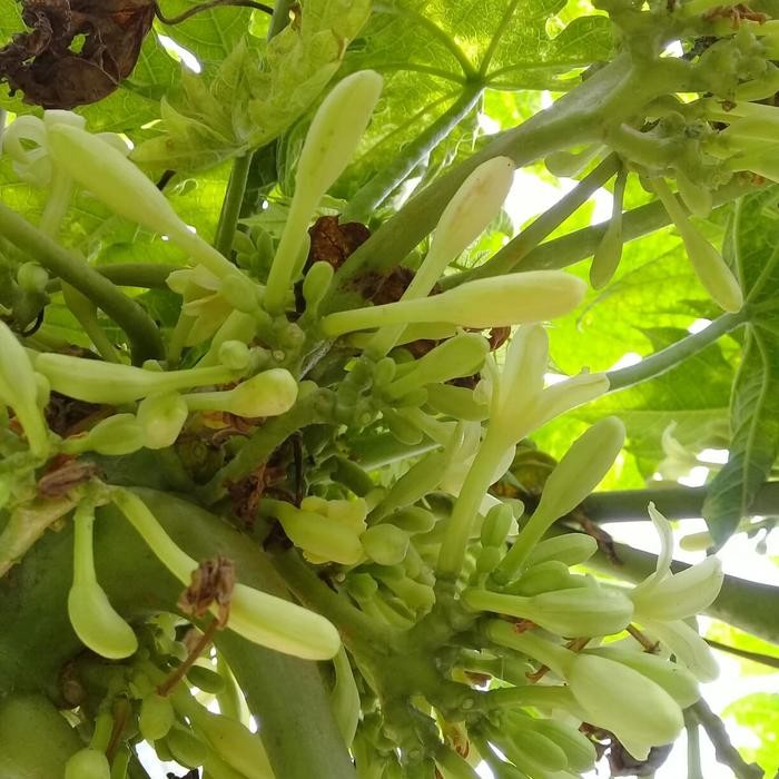 

ready Bunga pepaya sayur obat herbal