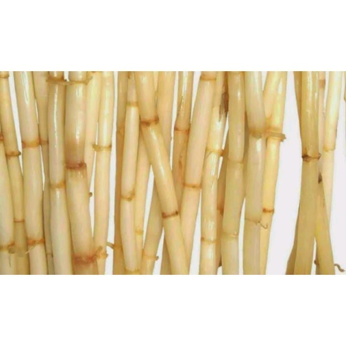 

(1kg) Herbal Akar Alang alang Segar ilalang organik Bersih Rempah_herbalCo