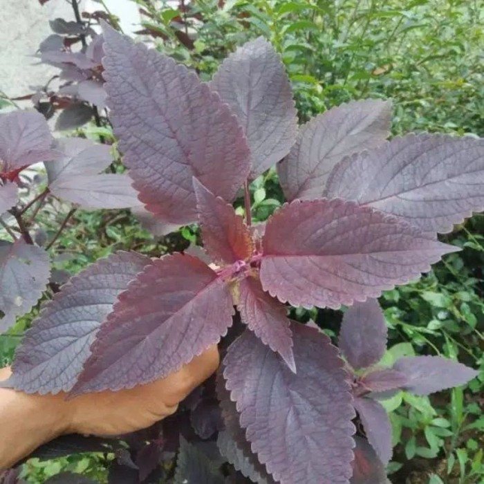 

promo Ready!! Daun iler jawer kotok perlembar siap petik ak