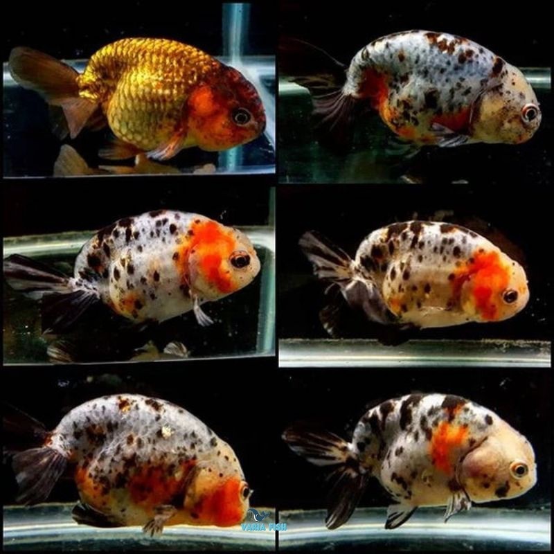 KOKI RANCHU SAPII 7-8 CM TRICOLOUR PAKET
