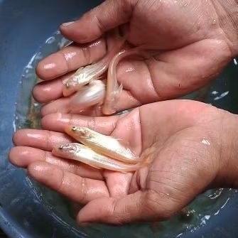 Hiasan Benih patin Albino 7-8 cm
