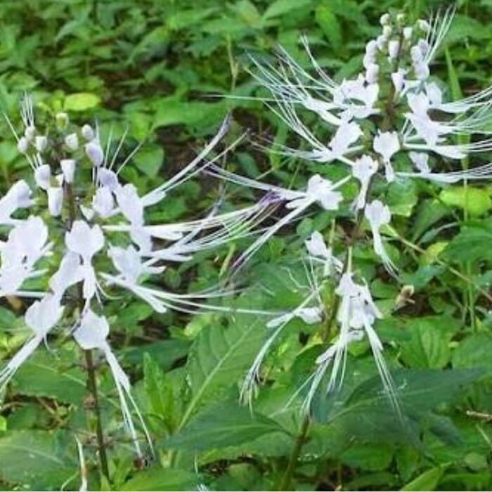 

Promo Daun kumis kucing segar 1 kg fresh COD Endang_herbalCo