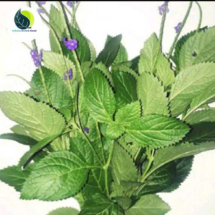 

Daun pecut kuda segar atau jarong 500gram Herbal COD