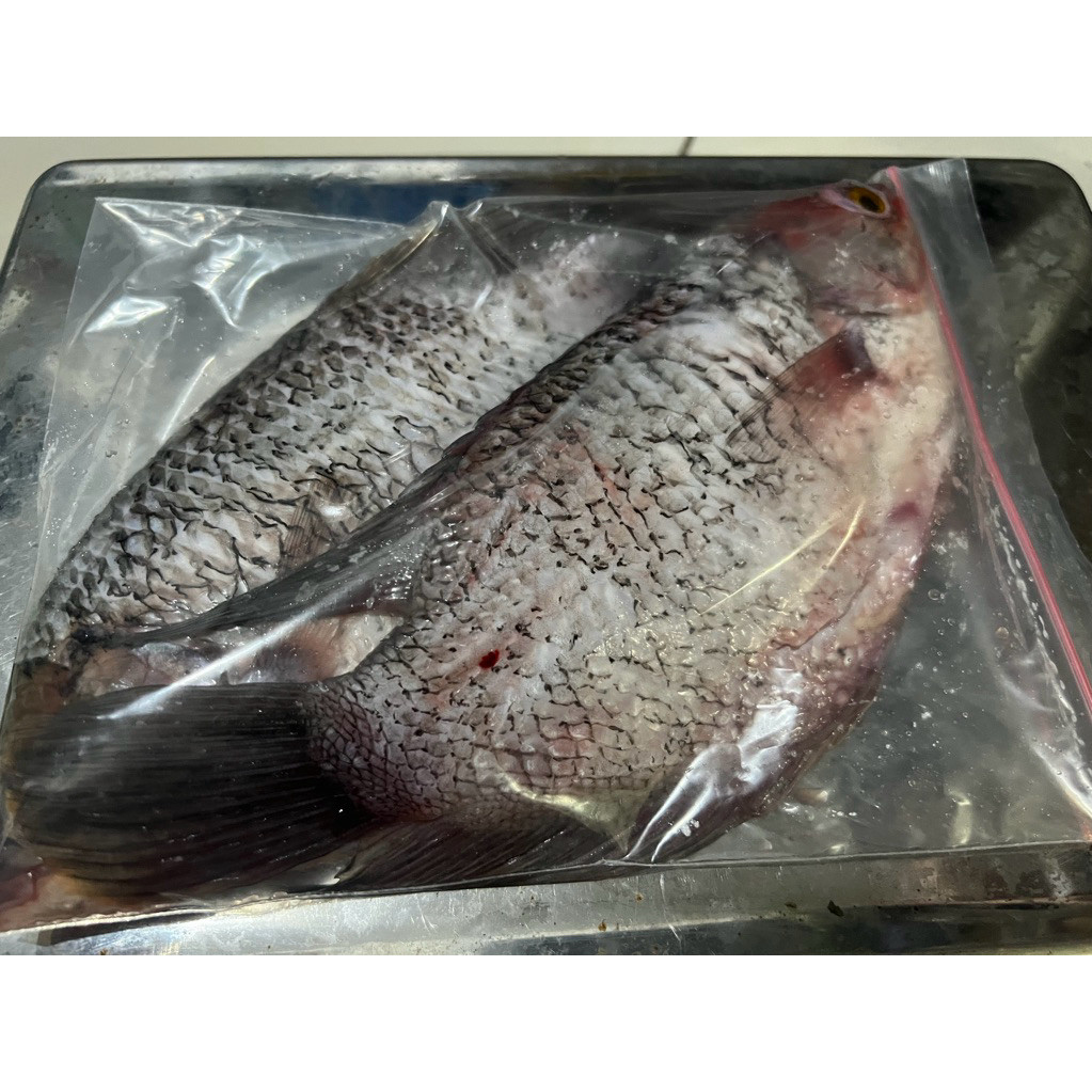 

Ikan Gurame Isi 2 ekor