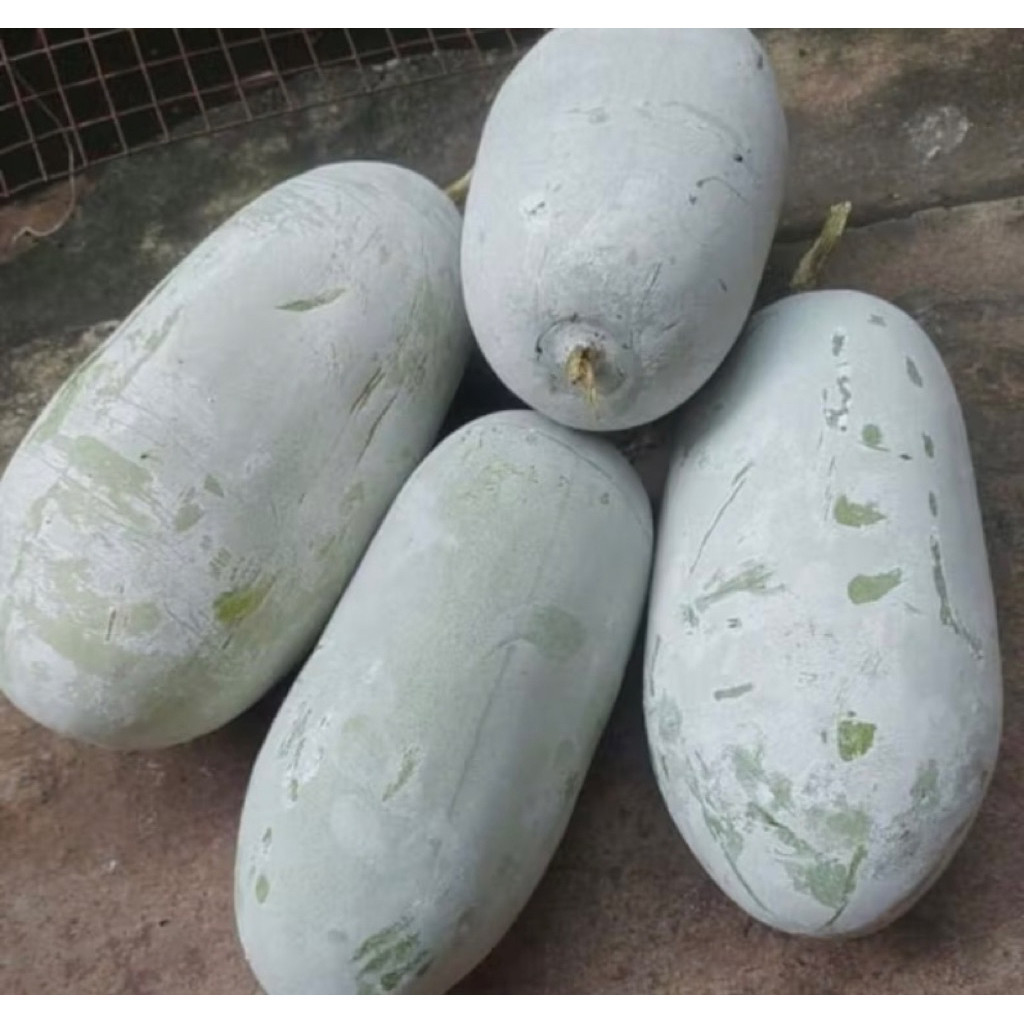 

Buah Kundur Winter Melon Beligo Baligo Bligo Blonceng Benincasa Hispida