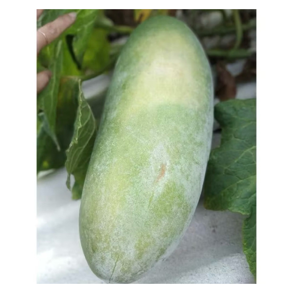 

Buah Beligo, Bligo, Kundur 1 kg, Masih segar, fresh baru petik