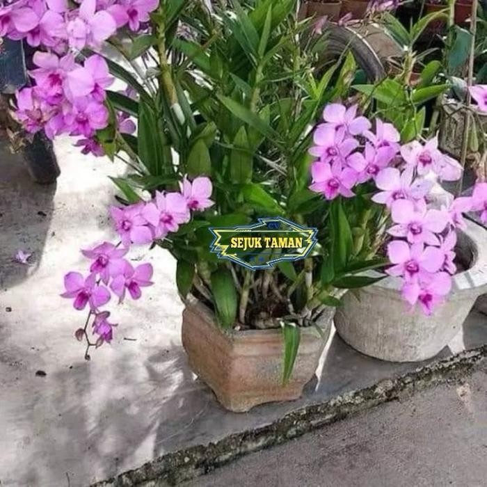 MURAH Anggrek dendrobium larat dewasa siap berbunga Daun