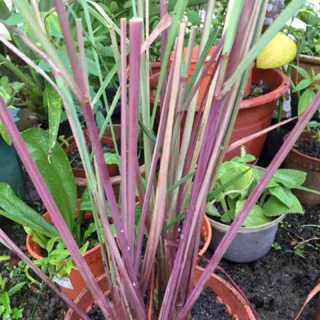 COD - Serai wangi Segar Serai  Merah Organik