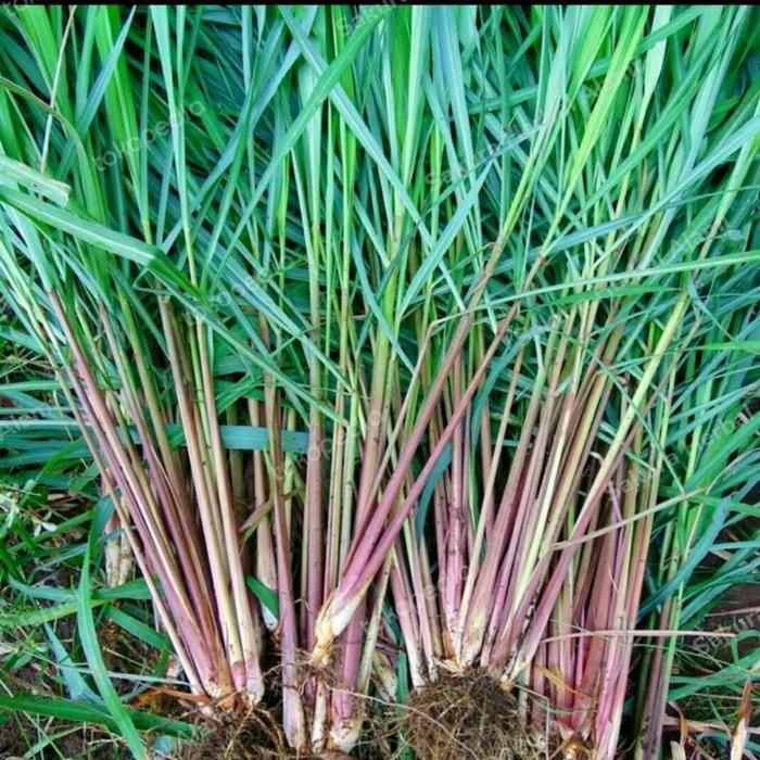 

promo sereh wangi segar 250gram ready