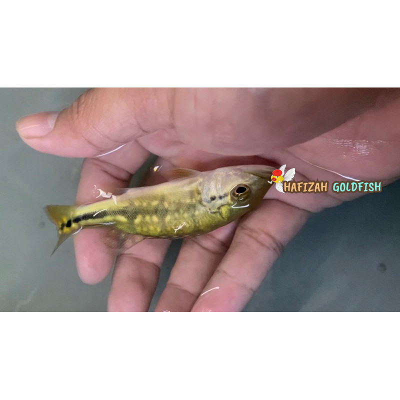 pbass xingu 6-7 cm berkualitas