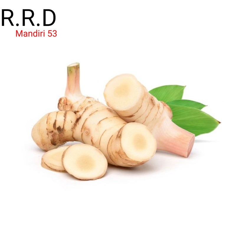 

Promo Umbi lengkuas basah segar 1kg laja gowah jahe alas hutan