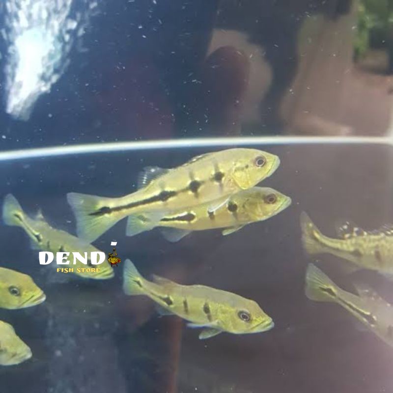 Pbass Orinoco pure Size 10-11cm Bergaransi COD ori ges