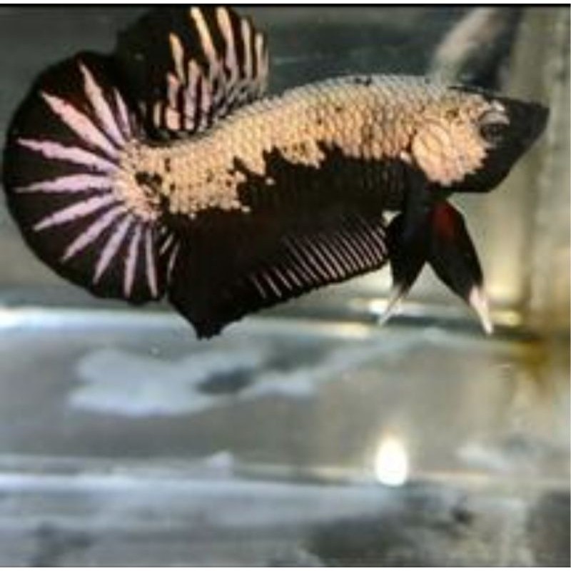 Cupang Avatar Cooper