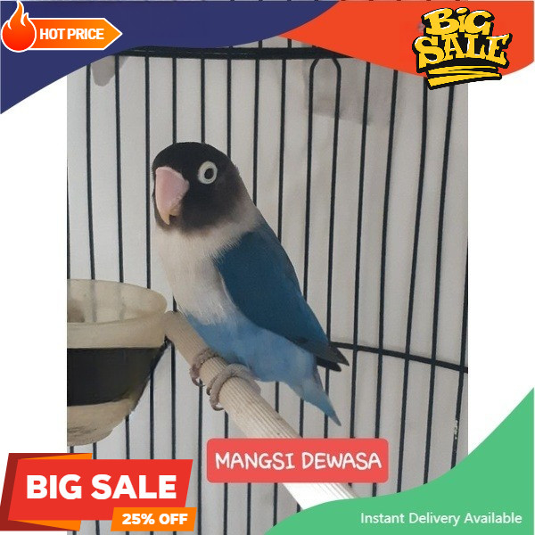LOVEBIRD MANGSI burung love bird biru sehat mulus jantan betina