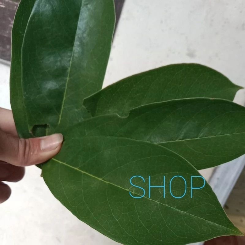 

Redy Daun sirsak sgar di ptik saat mau di kirum