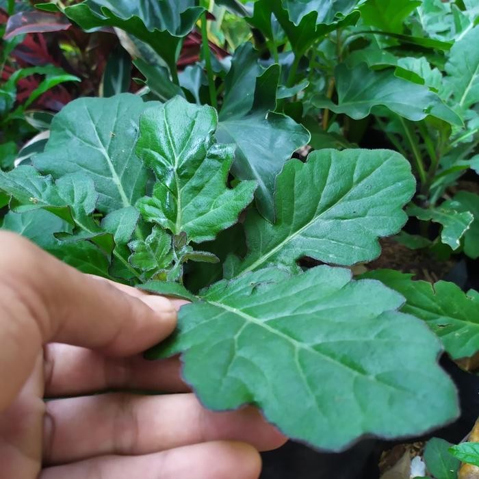 tanaman herbal daun dewa/pohon herbal dewa