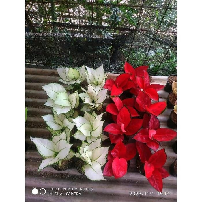 Promo Paket 2 Aglonema Red Anjamani & Super White - Paket Aglonema PROMO MURAH