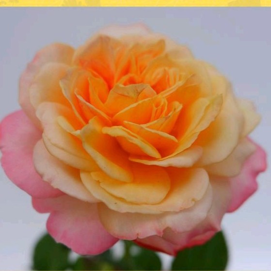 Tanaman Hidup Bunga Mawar Import KORDES JUBILEE Berbunga Wangi & Bergaransi - Bunga Mawar Import Hid