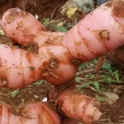 

lengkuas / laja merah /laos