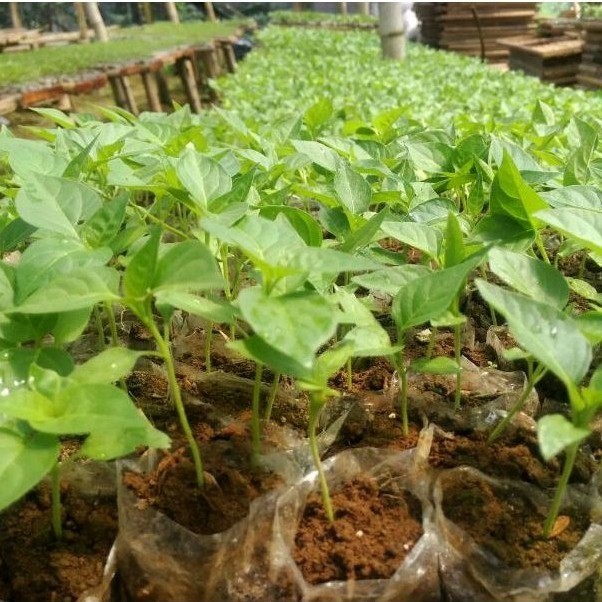 BIBIT CABAI/BENIH CENGEK SIAP TANAM PECKING MEDIA TANAH